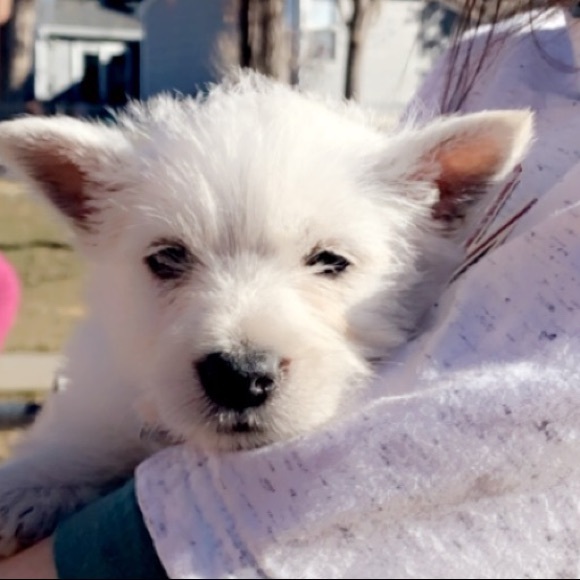 Happy Holidays from Oscar and Fozzy!! - Picture 2 of 2